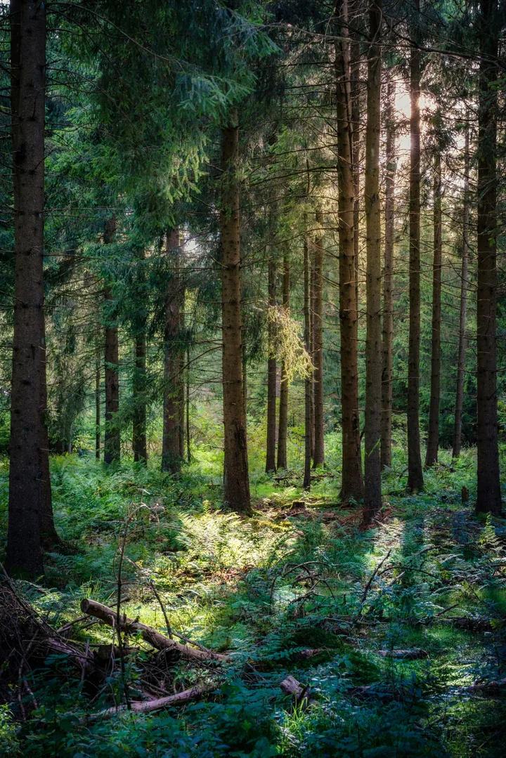 Sonnenlicht fällt zwischen hohen Bäumen auf den Waldboden